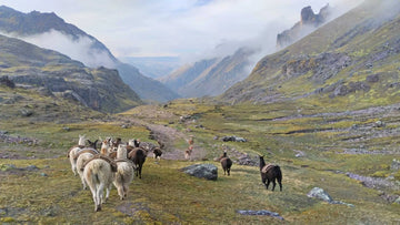 The Superiority of Baby Alpaca: Why Summit & Selva Blankets Rise Above Wool